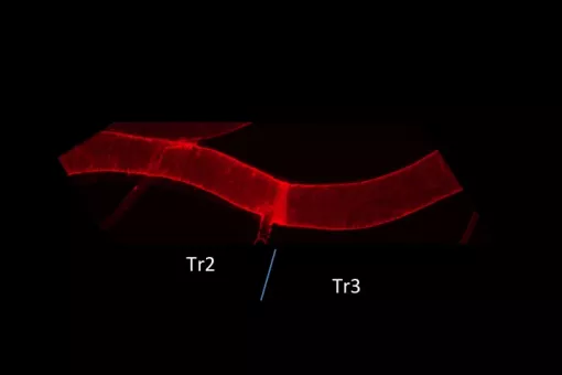 Drosophila trachea fragment. Externally, there is no difference between the Tr2 segment, where facultative stem cells are found, and Tr3, which indicates the rest of the cells in the tissue.  (N.J. Djabrayan, IRBBarcelona)