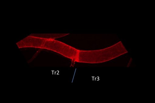 Fragmento de tráquea de Drosophila. Externamente, no se observan diferencias entre los segmentos Tr2, donde se localizan las células madre facultativas, y Tr3 correspondiente al resto de células del tejido  (N.J. Djabrayan, IRBBarcelona)