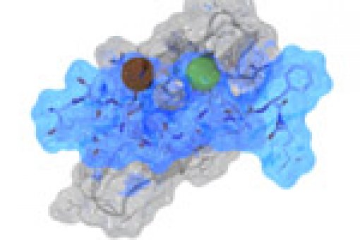 Smad region (in blue) bound to the protein that causes its degradation after gene activation (in gray).