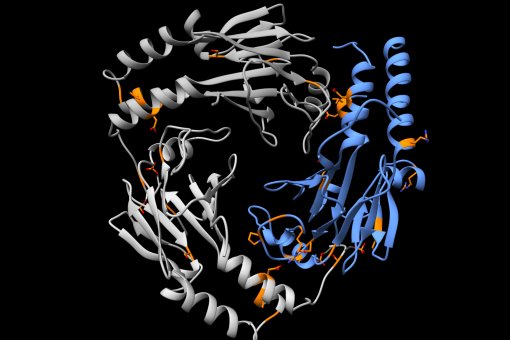 Detalles estructurales de las dominios MH2 de los Smad2 y 4 , con mutaciones encontradas en tumores de pulmón marcadas en naranja