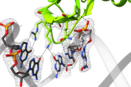 Image shows the interaction between the MH1 domain of Smad4 in complex with the GGCGC site  (Maria Macias, IRB Barcelona)