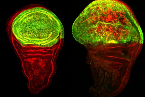La sobre-expresión del gen Serpent en el ala de Drosophila provoca un sobrecrecimiento permanente y es suficiente para inducir tumores. Imagen: Kyra Campbell, IRB Barcelona