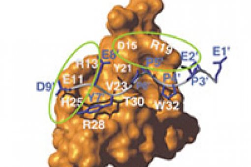 Acoplamiento entre la ubitiquina ligasa (la molécula más grande) y la secuencia de proteína de membrana LMP2A (más pequeña y en azul).<br />