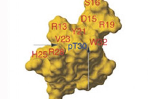 <p>La ubitiquina ligasa amb la posició LMP2A fosforilada (en blau i indicada per les fletxes) no s'uneix a la proteïna LMP2A.</p>