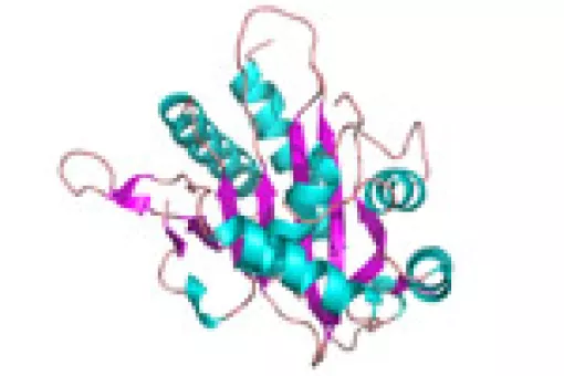 Structure of the UL89  protein, which could be a valid target against all Herpesviridae (c) Lab Miquel Coll.