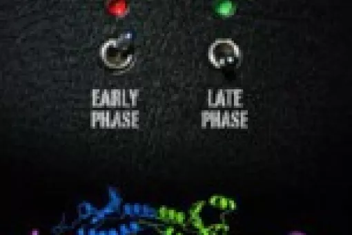 The protein acts as a commuter when it binds to the DNA, thereby regulating gene expression