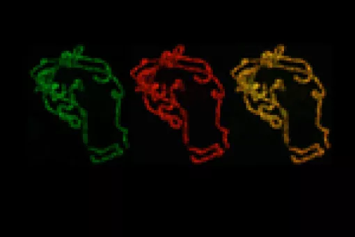 Localization of ROW (green) and WOC (red) proteins in the chromosomes. In the image in yellow, it is shown how both proteins localize in the same places.