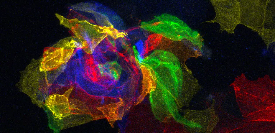 Annual Report IRB Barcelona 2024