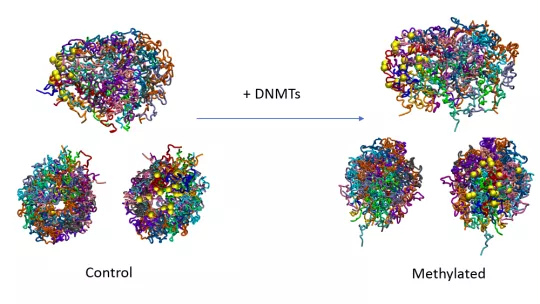 DNA methylation has an intrinsic effect on 3D genome structure