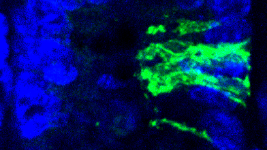 En condiciones normales del intestino, y tras una semana, las células madre quiescentes (en verde) solo regeneran muy lentamente el tejido. (F. Barriga, IRB Barcelona) 