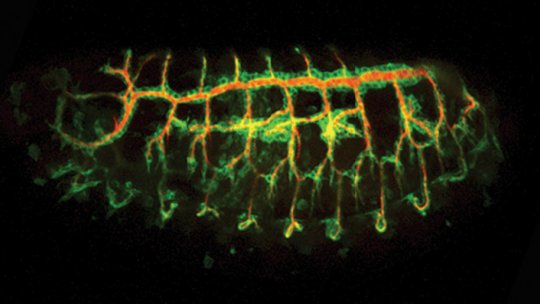 Image of a Drosophila melanogaster embryo showing the tracheal branches in green (Jordi Casanova laboratory, IRB Barcelona/ IBMB-CSIC)