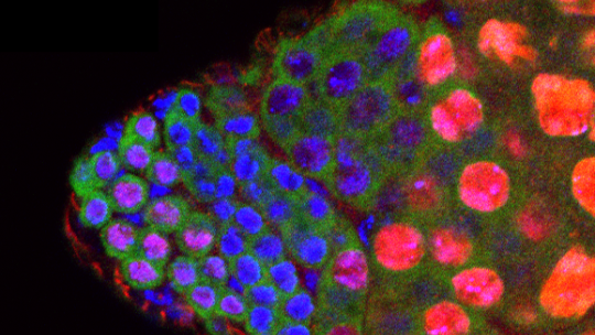 Tip of a Drosophila testis. In red, BigH1 expressed in germ stem cells and spermatocytes. In blue, the cell nuclei. Image: Albert Carbonell, IRB Barcelona.