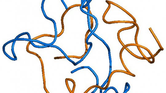 Estructura globular que adopten els agregats inicials de la proteïna beta amiloide (Imatge: A. Arcella, IRB Barcelona)