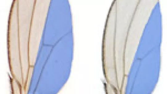 Comparison between a normal wing (left) and a wing without miRNA in the zone marked in blue (c) Lab M. Milán.