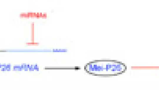 Diagram of  Myc regulation by miRNAs. (c) Lab M. Milán.