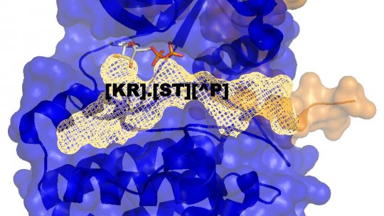 Representation of the interaction between Aurora A kinase (blue) and a protein (yellow, solid representation) and a model for phosphorylation (yellow, mesh representation)
