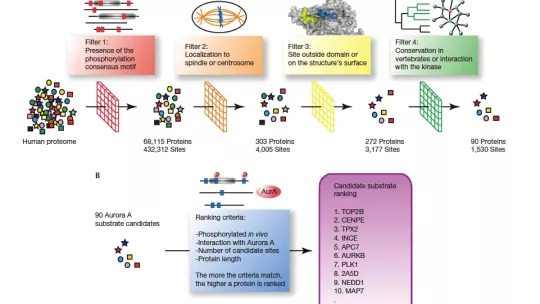 Representation of the "filters" used in the computational strategy developed by the researchers