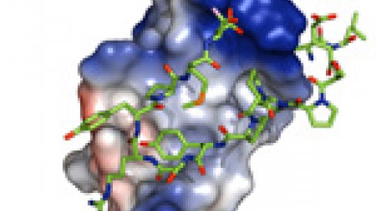 The ubiquitin ligase Nedd4L (large molecule) binds constitutively and directly to the Smad7 protein (green sticks) at the specific WW2 domain discovered by the researchers.