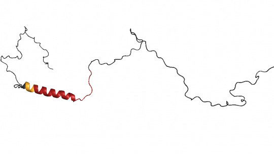 Image of the Androgen Receptor structure. In orange, leucines induce the glutamine chain to form a helix, in red. The leucines protect against aggregation (B. Topal, IRB Barcelona)