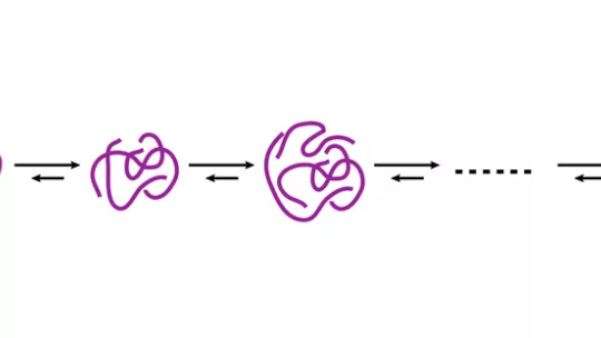 Esquema simplificado de las estructuras que adoptan diversos agregados de beta amiloide, desde que se enganchan dos unidades hasta la formación de fibras de Abeta (Imagen: N. Carulla, IRB Barcelona)