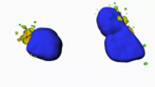 Researchers discovered the role of DOR (red) when they found it co-localizing with LC3, the common autophagosome marker. In blue, cells nuclei. Image: 3D simulation. A. Zorzano Lab © IRB Barcelona.