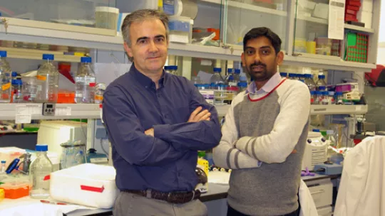 Picture of colon tumour cells expressing beta-catenin (brown), a protein frequently mutated and overexpressed in tumours (Author: J Gupta, IRB)