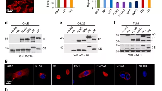 Inntags is a new tool for protein tagging (Image: Dr Aldea's laboratory)