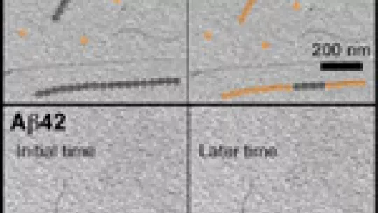 Initial Aß40 molecules dissociate and reassociate through both ends of the fibrils faster than the Aß42 molecules (Initial molecules: grey circles. recycled molecules: orange circles).
