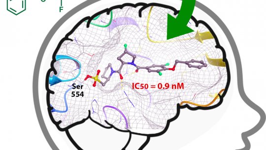 The graphic shows a new class of prolyl oligopeptidase (POP) inhibitor. The inhibitor is able to reach the brain and bind to the POP protein, In yellow/red, the reactive group of the inhibitor that bind to the catalytic site of the protein (S Guardiola) 