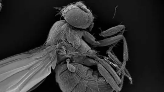 Drosophila melanogaster es un modelo muy válido para realizar investigación en cáncer