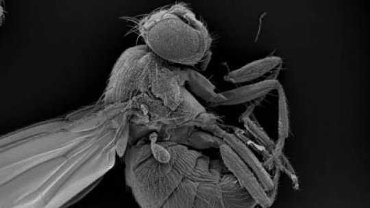 Drosophila melanogaster és un model molt vàlid per fer recerca en càncer
