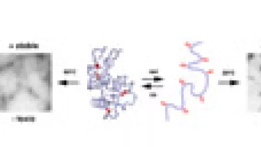 Proteins with disulphide bridges form more stable and less toxic fibers that those that do not have these bridges.
