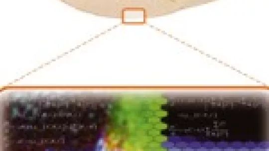 Estudi <i>in silico</i> i <i>in vivo</i> del procés biològic que indueix la generació de l'ala de <i>Drosophila</i>.