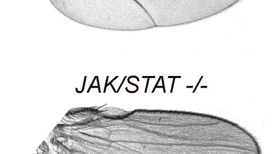 La inhibició de JAK/STAT indueix la duplicació d'estructures d'ala (Carles Recasens-Alvarez and Ana Ferreira, IRB Barcelona)