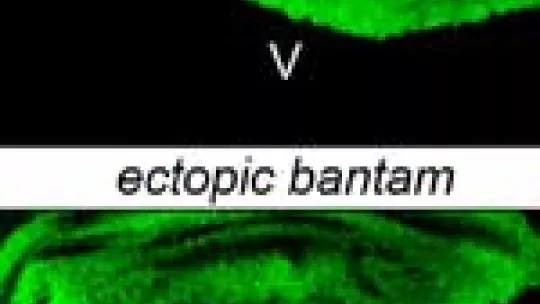 The boundary between dorsal (D) and ventral (V) cell populations is smooth in wild type wing primordia (upper panel) and wiggly upon ectopic expression of bantam miRNA (bottom panel).