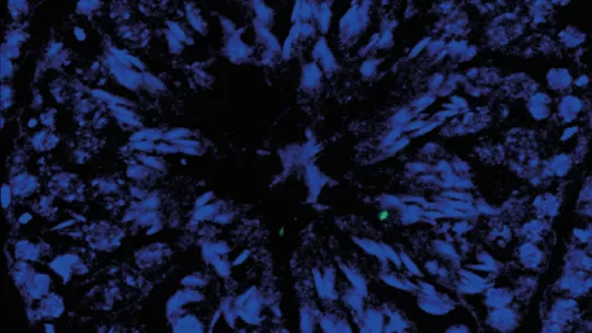 Estructura microscópica de tejido testicular de ratón (P.Mikolcevic, IRB Barcelona)