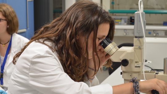 IRB Barcelona will host students for a research project on the fruit fly (Drosophila melanogaster). 