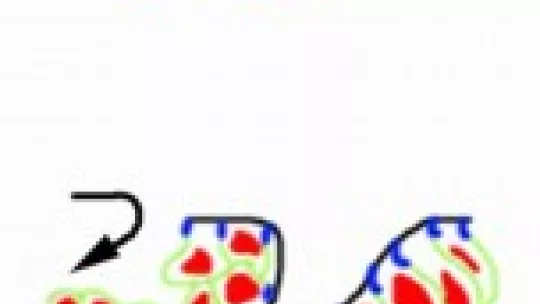 La figura ampliada mostra el pas d'una estructura plana a una de tridimensional. Les cèl·lules canvien de forma i de conducta per iniciar el procés de formació del tub traqueal de la mosca de la fruita