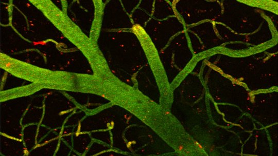 Detalle de 1 mm de cerebro de ratón. En verde, capilares que forman parte de la barrera hematoencefálica y, en rojo, las moléculas que unidas a la lanzadera del IRB Barcelona han conseguido traspasar la barrera y llegar al cerebro. (B Oller, IRB)