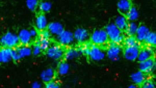 Photograph of embryonic Drosophila cells showing cell nuclei (in blue) and microtubules (in green). They are all organised from the apical zone of the cells, which delimit the microtubules. (©Jordi Casanova Lab)