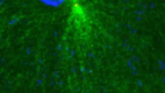 After entering the egg, the centrosome (red) associated with the paternal nucleus (upper blue circle) organizes a microtubule network (green) that facilitates its fusion with the maternal nucleus (lower blue circle). Asterless is one of the proteins requi