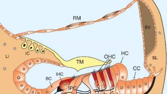 En la sordera asociada a la edad están implicados múltiples genes y factores ambientales. Imagen: CIBERER