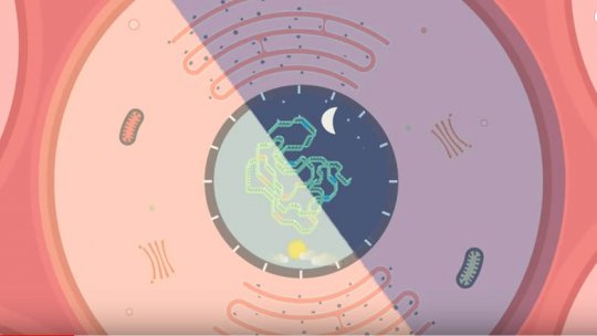 In August, IRB Barcelona scientists published two studies devoted to circadian rhythm, aging and diet in the journal Cell.