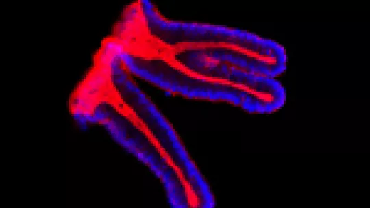 The epithelial cells of the colon (in blue) form a thin layer that covers the colon. Herein lie the  cells which give rise to colon cancer. © E. Batlle lab, IRB Barcelona. Autor: Alexandre Calon
