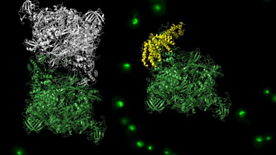 Esquerra, estructura atòmica de l'ARN polimerasa I en forma inactiva -homodímer-; dreta estructura atòmica de l'ARN polimerasa I en forma activa -heterodímer amb Rrn3-. (Carlos Fernández-Tornero CIB/CSIC i Oriol Gallego, IRB Barcelona)