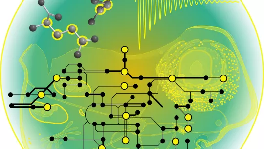 Imagen gráfica que simula los flujos del metabolismo en las células, con los nutrientes marcados con un isótopo estable que permiten estudiar los flujos y las dinámicas de transformación de estos nutrientes.