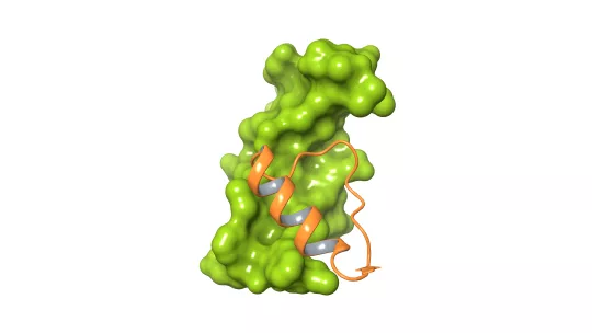El compuesto Cp28 (en naranja) se une a la proteína EGF (en verde), una diana del cáncer. Dicha interacción impide que EGF se pueda unir a su receptor, EGFR.