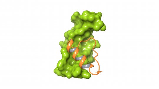 The compound Cp28 (orange) binds to the EGF protein (green), a target in cancer. This interaction prevents EGF from binding to its receptor EGFR.