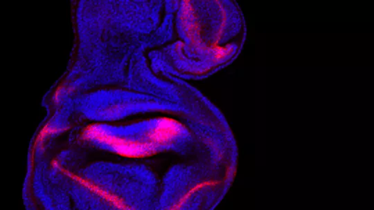 La activación ectópica de JAK/STAT genera nuevos primordios de ala (Carles Recasens-Alvarez and Ana Ferreira, IRB Barcelona)
