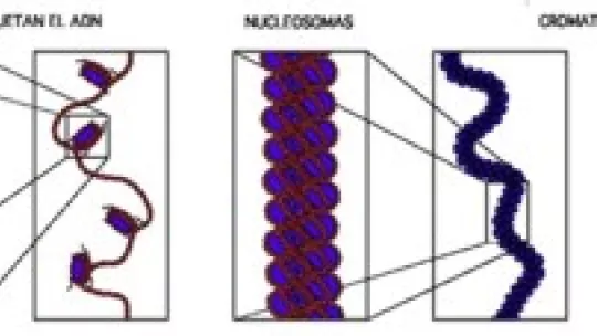 Clica en la imagen. Richard Wheeler (Zaphyris, 2005). Reproducida con permiso